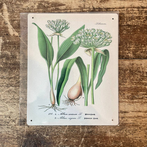 Metal Sign: Herbs - Garlic