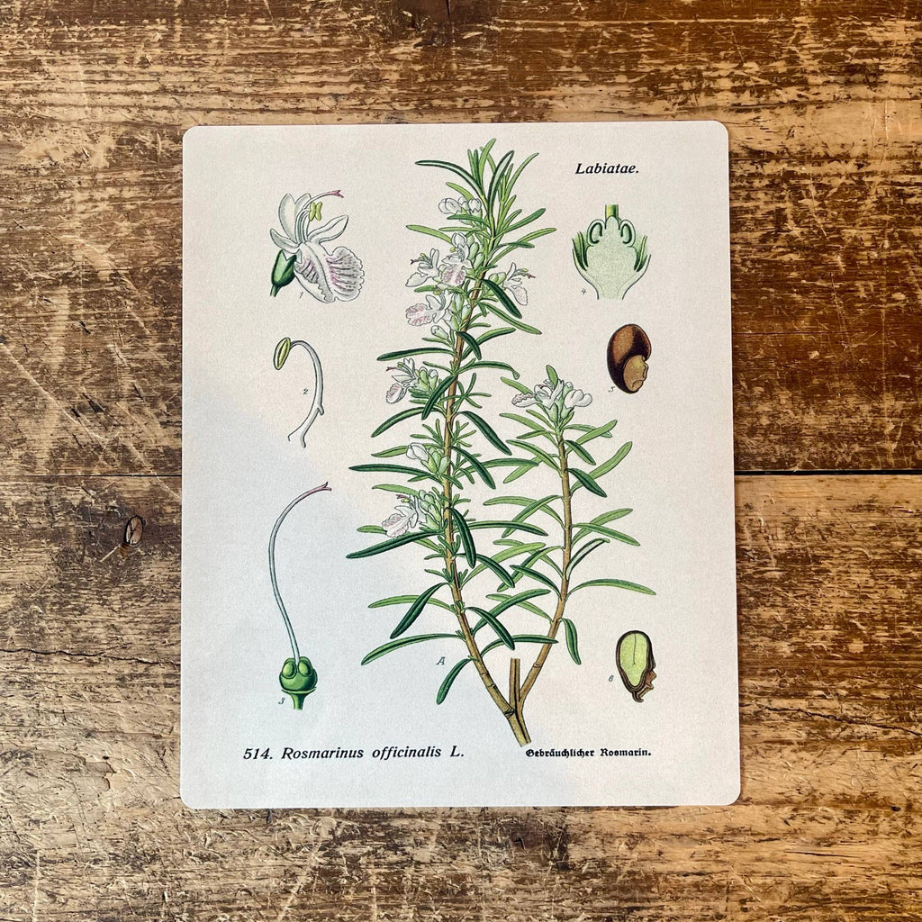 Metal Sign: Herbs - Rosemary