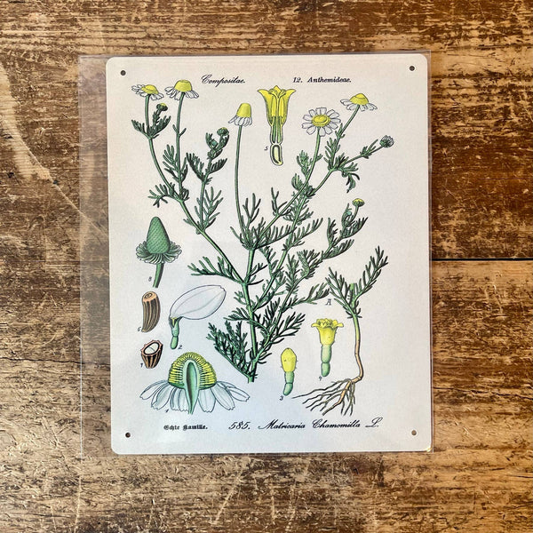 Metal Sign: Herbs - Chamomile