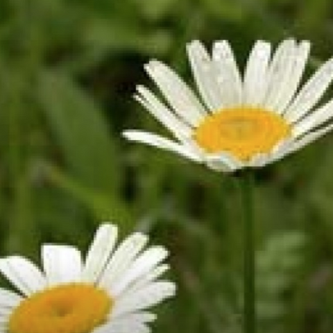 Herb Garden Daisy Flower 8oz jar