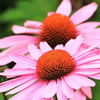 Tarot Garden + Gift Seed: Strength in Echinacea Cone Flower