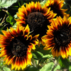 Tarot Garden + Gift Seed Packet: The Sunflower (Ring of Fire)