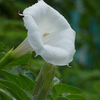 Moonflower Garden + Gift Seed Packet